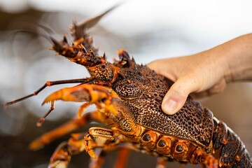 Catching live Lobster in America. Fishing crayfish in Tasmania Australia. ready for chinese new year