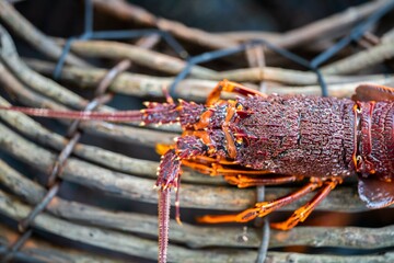Catching live Lobster in America. Fishing crayfish in Tasmania Australia. ready for chinese new year