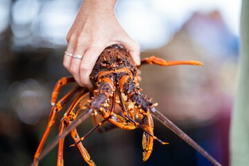 close up of a Catching live Lobster in America. lobster crayfish in Tasmania Australia. ready for chinese new year