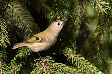 Goldcrest, Regulus regulus. A bird explores the branches of a fir tree in search of food