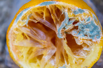 Close up photo of moldy lemon. Mildew covered fruit. Concept of wasting food.