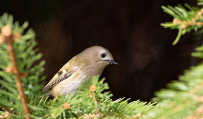 Goldcrest, Regulus regulus. A bird sits on a fir branch among the needles