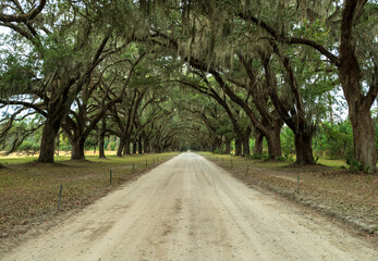 One Mile Live Oak Trees