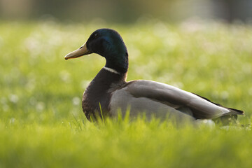 Stockente (Anas platyrhynchos) auf einer Wiese