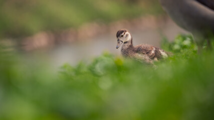 Nilgans (Alopochen aegyptiaca) küken in einer Wiese