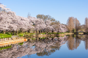 Fototapeta na wymiar 公園の池に映る満開の桜