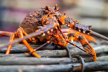 Live east coast rock lobster fishing in australia. Crayfish on a boat caught in lobster pots