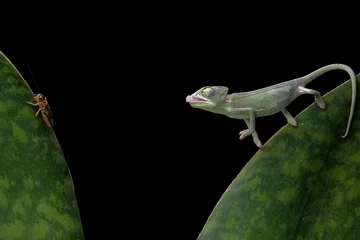 Foto op Canvas chameleon on a leaf © Riadi