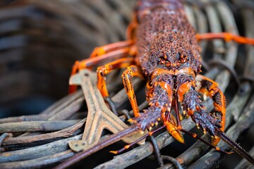 Live east coast rock lobster fishing in australia. Crayfish on a boat caught in lobster pots