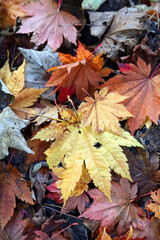 Fallen Vine Maple leaves in different autumn colours, Derbyshire England
