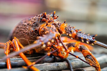 close up of a Catching live Lobster in America. lobster crayfish in Tasmania Australia. ready for chinese new year