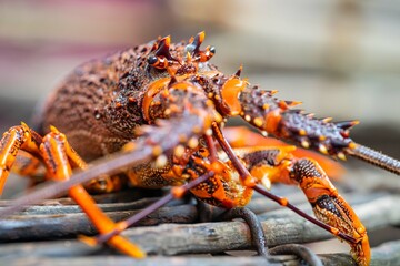 Catching live Lobster in America. Fishing crayfish in Tasmania Australia. ready for chinese new year