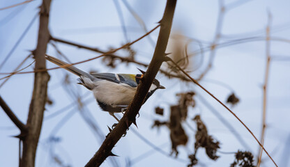 Parus minor(Japanese or Oriental tit) on a branch