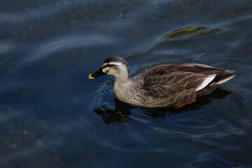Spot-billed duck floating on the water