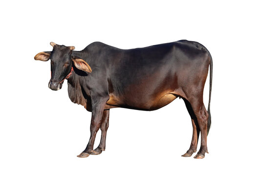 Beautiful black cow isolated on transparent background png file