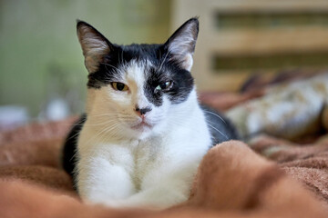 A bed with a black and white cat. A beautiful portrait of a beloved cat lies on the bed and looks directly into the camera. The concept of a cozy home