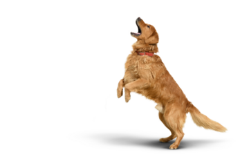 Golden retriever dog on a Transparent background with shadow.