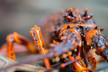 close up of a Catching live Lobster in America. lobster crayfish in Tasmania Australia. ready for...