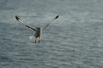 Seagulls fly for food. Samut Prakan Province, Thailand, taken on 18 Dec. 2022.