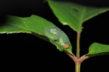 bruco mangia rose caterpillar macro photo