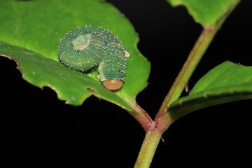 bruco mangia rose caterpillar macro photo
