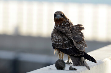 鳶