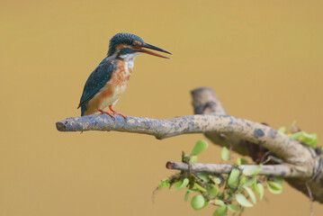 The common kingfisher (Alcedo atthis) with its prey