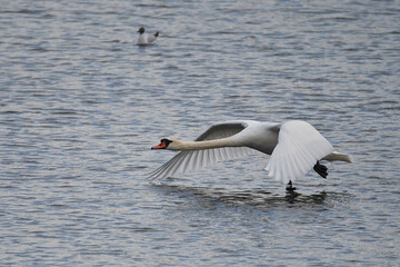 Höckerschwan beim Start