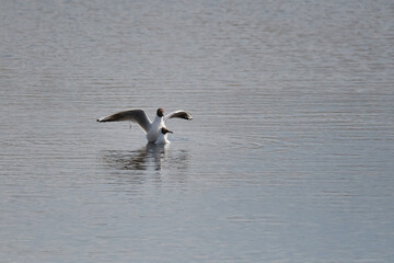 Lachmöwen während der Paarung