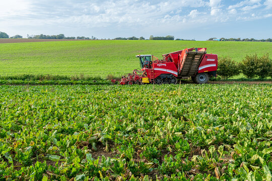 Arrachage de betterave. Arracheuse &agrave; chenilles Grimme Maxtron pour utilisation sur champ pentus et gras