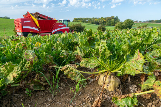 Arrachage de betterave. Arracheuse &agrave; chenilles Grimme Maxtron pour utilisation sur champ pentus et gras