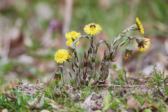 Huflattich (Tussilago farfara)