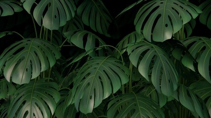 Minimalist Wallpaper Leaves of Monstera, abstract green texture, nature background, tropical leaf,
