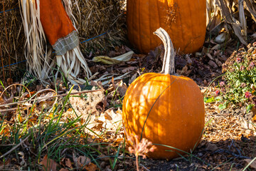 An autumn seasonal display of pumpkins, straw and corn stalks on a sunny afternoon.