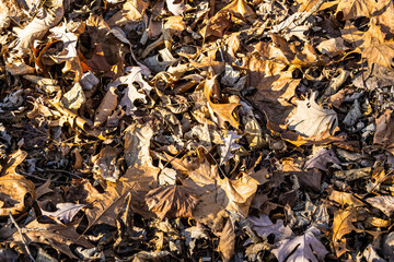 Dry brown leaves fallen on the ground as the fall season has come to an end.