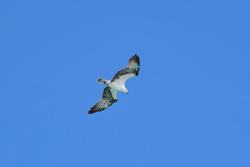 Beautiful wild bird eagle with spread wings flying high in blue sky