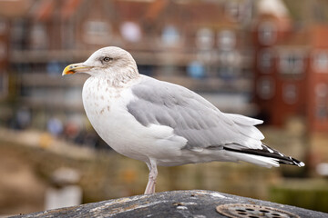 seagull on the railing of a pier