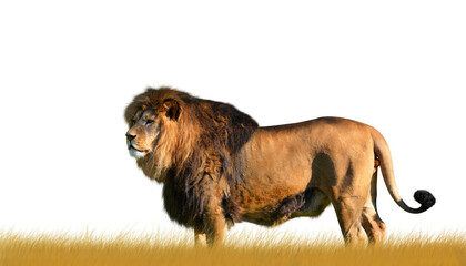 Lion isolated on transparent background, PNG. - 555691903