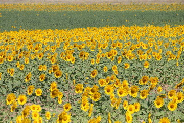 Obraz premium Sunflower field and tree, Beauty of sunflower, beautiful view, with space