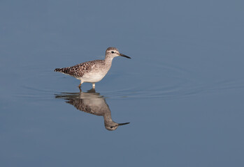 wood sandpiper is a small wader. This Eurasian species is the smallest of the shanks, which are mid-sized long-legged waders of the family Scolopacidae.