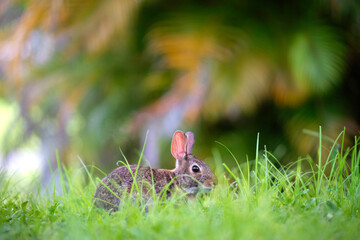 Grey small hare eating grass on summer field. Wild rabbit in nature