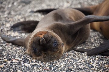 A playful sea lion cub lays beside its mother on the island of Fernandina (Isla Fernandina) in the Galapagos, Ecuador.