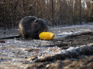 black nutria eats corn on ice in winter. nutria close-up in winter. wild nutria found food and eats. black coypu eating a grain of corn close-up. black coypu sits on ice and eats corn.