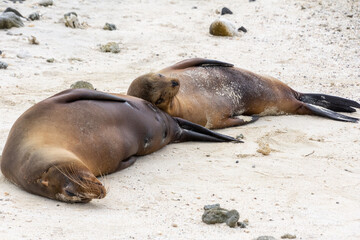 Fototapeta premium A sea lion cub rests upon its mother at the beach on Isla Genovesa in the Galapagos, Ecuador.