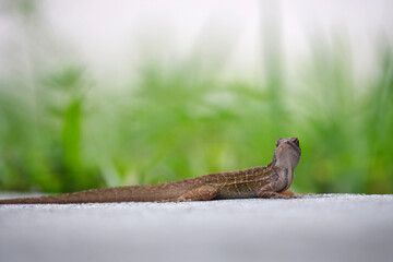 Macro closeup of blown alone lizard warming on summer sun. Anolis sagrei small reptile in native to Florida USA