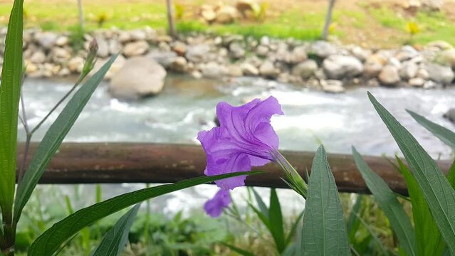 Purple mexican petunias flower or ruellia simplex with river and rocks in background. Blurred background.