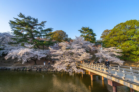 Beautiful scenic of fully pink cherry blossom blooming nearby the pond during the evening. (Blur People)
