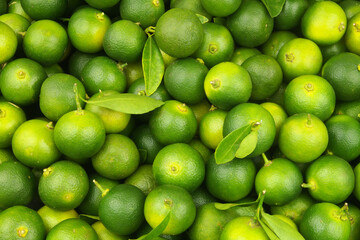Many fresh calamansi limes fruits  as background
