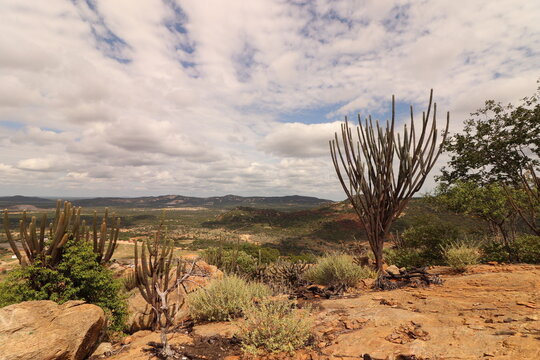 cactus in the caatinga. Brazilian biome. brown soil and blue sky