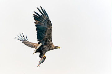 white tailed eagle (Haliaeetus albicilla) taking a fish out of the water of the oder delta in Poland, europe. Polish Eagle. National Bird Poland.                                  